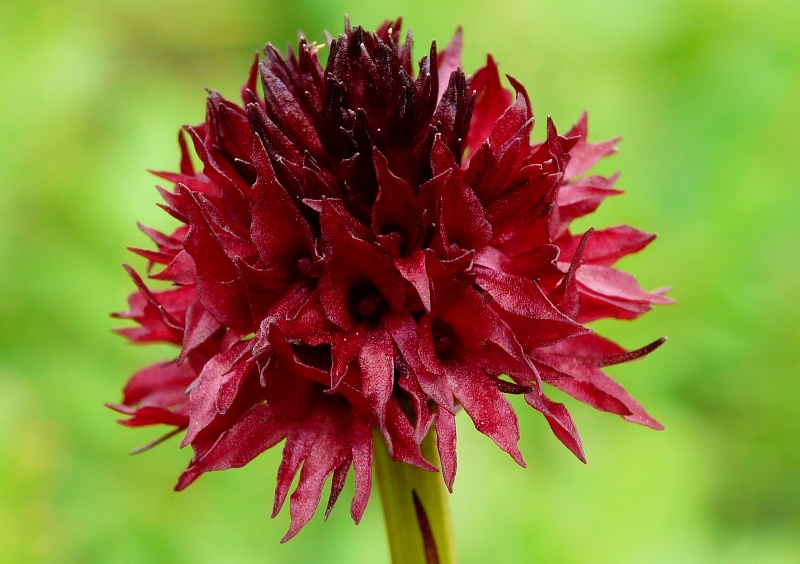 Nigritella, Dactylorhiza perverseemaltempo! Dolomiti luglio 2014.